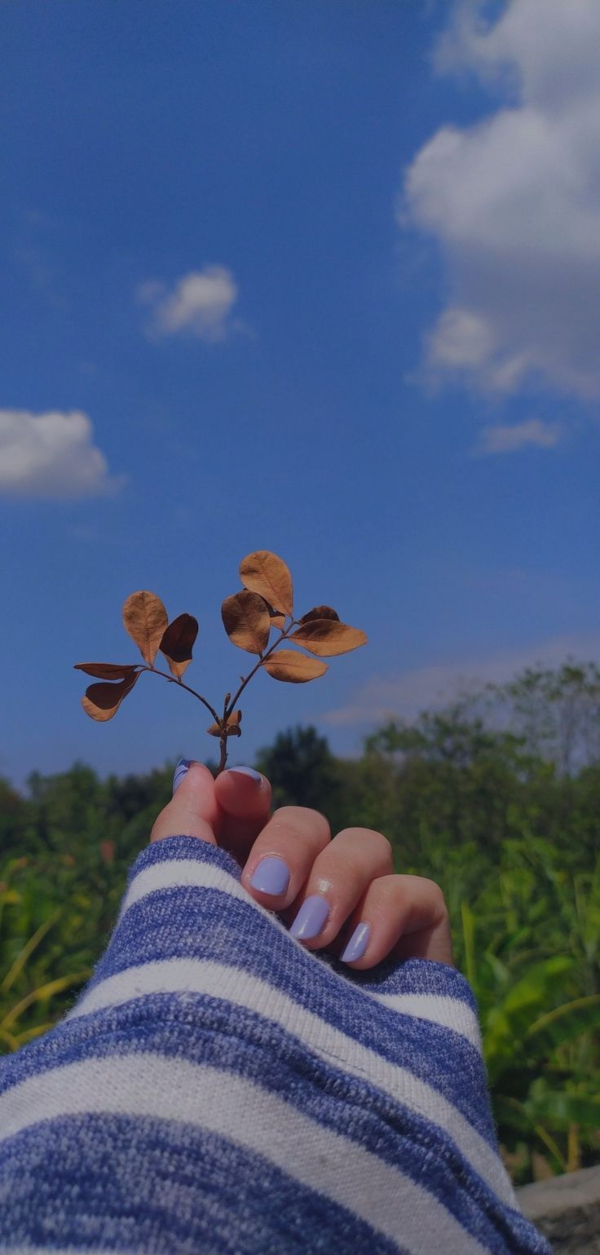Hình ảnh bầu trời có tay cầm hoa đẹp: Chiêm ngưỡng bầu trời xanh thẳm và tay cầm hoa mềm mại - một bức tranh thiên nhiên sở hữu nét đẹp thần tiên. Hãy thưởng thức hình ảnh này và cảm nhận sự tình tự ngầm giữa con người và thiên nhiên.