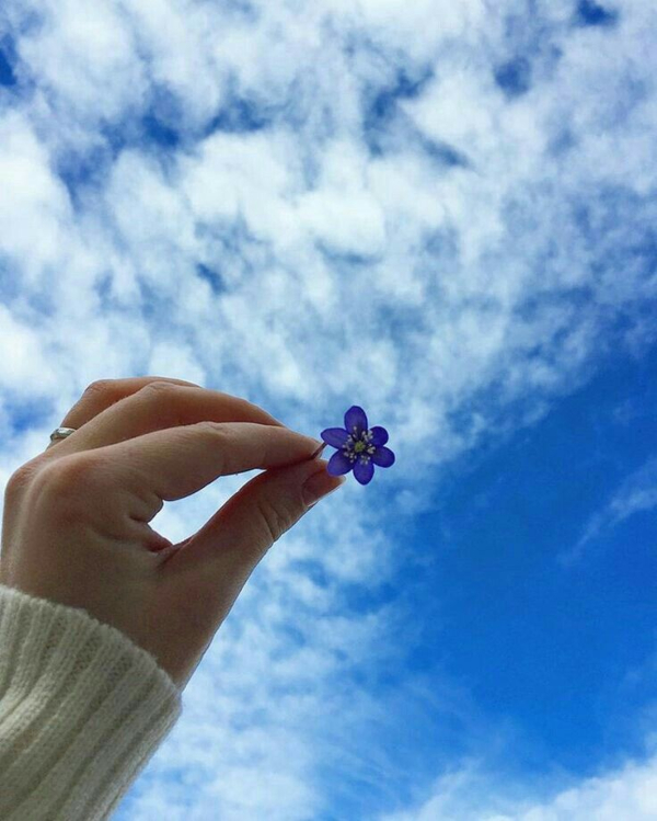 hoa tìm cùng bầu trời