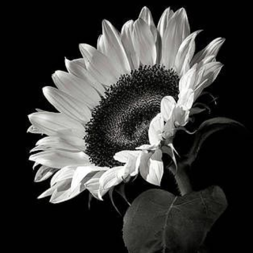 Hoa cúc trắng đen