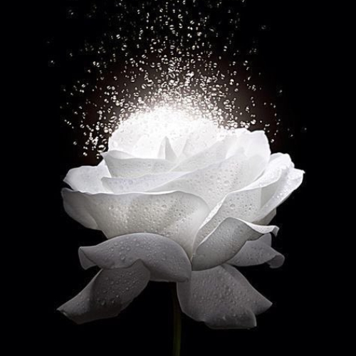 56 ảnh hoa sen trắng làm hình đại điện avatar nhà có tang