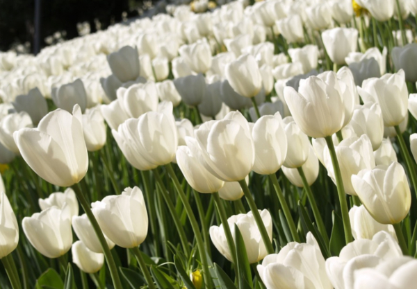 Tổng hợp ảnh hoa Tulip trắng đẹp mang nhiều ý nghĩa