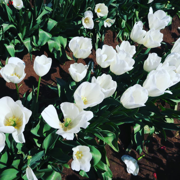 nhung hinh anh hoa tulip trắng