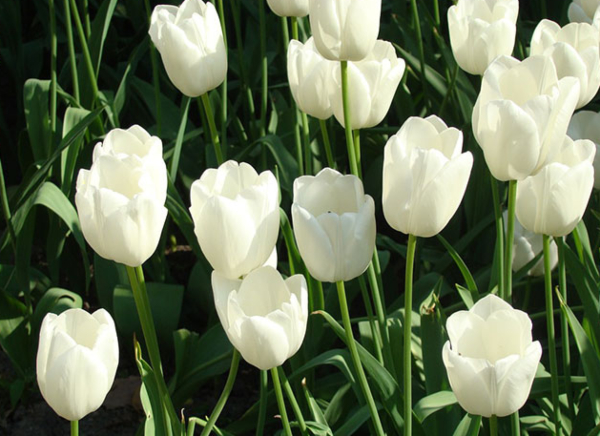 Ngất ngây với 110 hình nền hoa Tulip đẹp nhất cho máy tính, điện thoại |  VFO.VN
