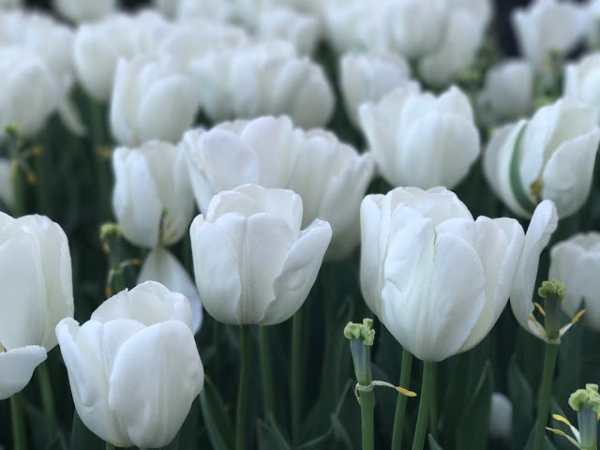 y nghia hoa tulip trang