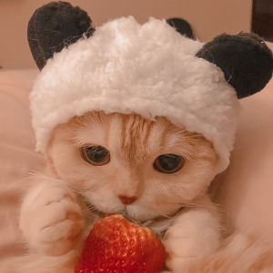Tổng hợp 50 ảnh avatar cute mèo đẹp dành cho bạn trẻ yêu mèo