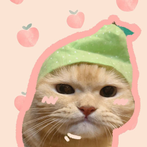 avatar mèo cute