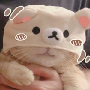 avatar mèo cute