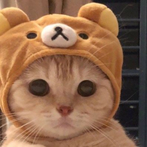 avatar hình con mèo cute