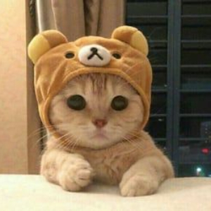 Tổng hợp 50+ ảnh avatar cute mèo đẹp dành cho bạn trẻ yêu mèo