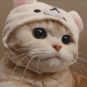 Tổng hợp 50+ ảnh avatar cute mèo đẹp dành cho bạn trẻ yêu mèo