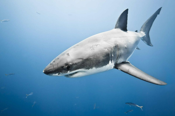 đặc điểm cá mập trắng