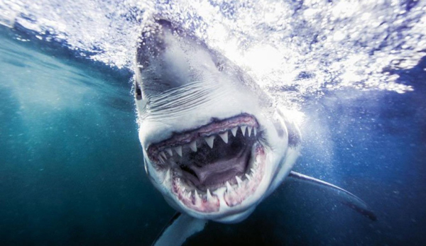 răng của cá mập trắng lớn
