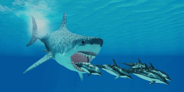 cá mập trắng săn mồi