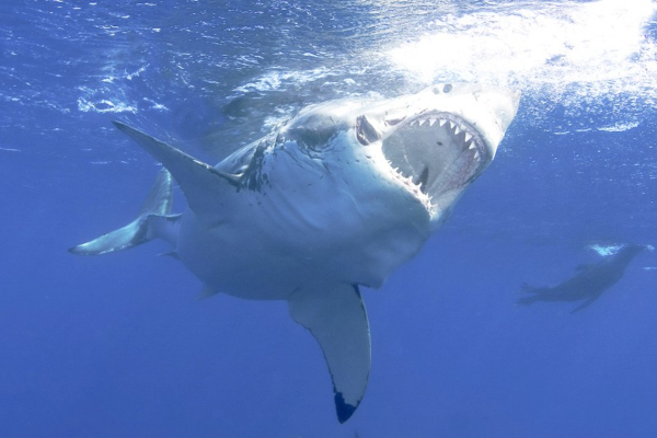 cá mập trắng sinh sản như thế nào