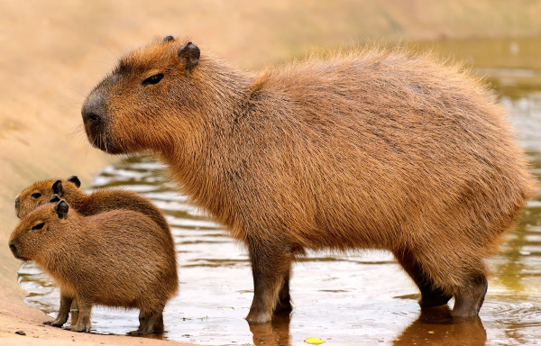 chuot capybara
