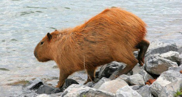 dac tinh capybara