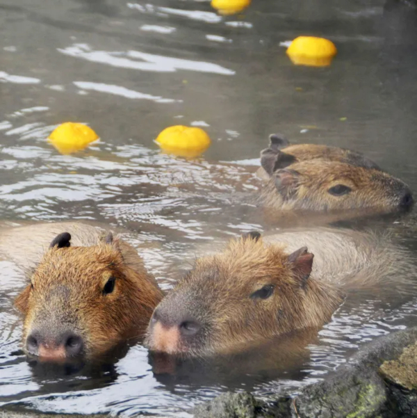 capybara boi gioi