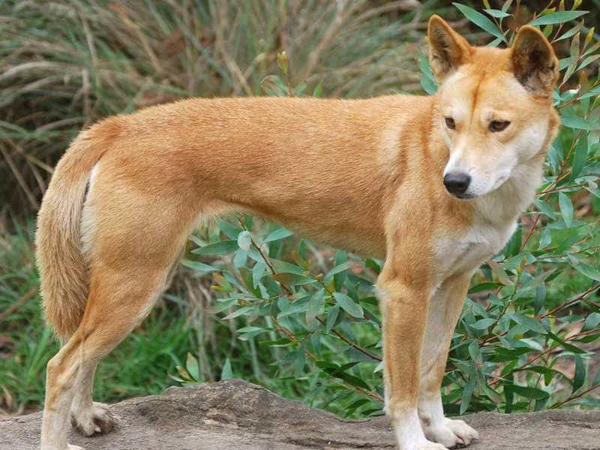 ngoại hình chó dingo