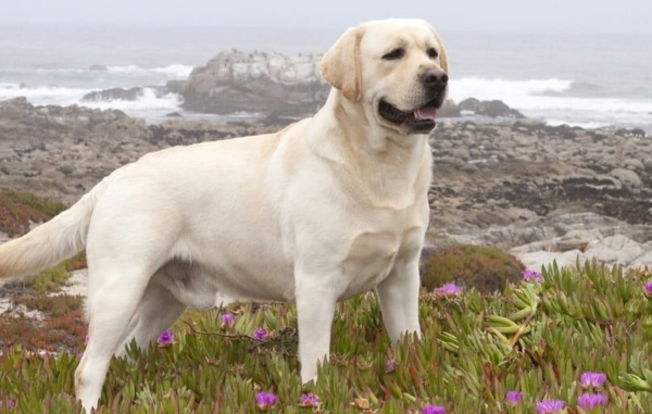 Chó Labrador có thân hình cao khỏe