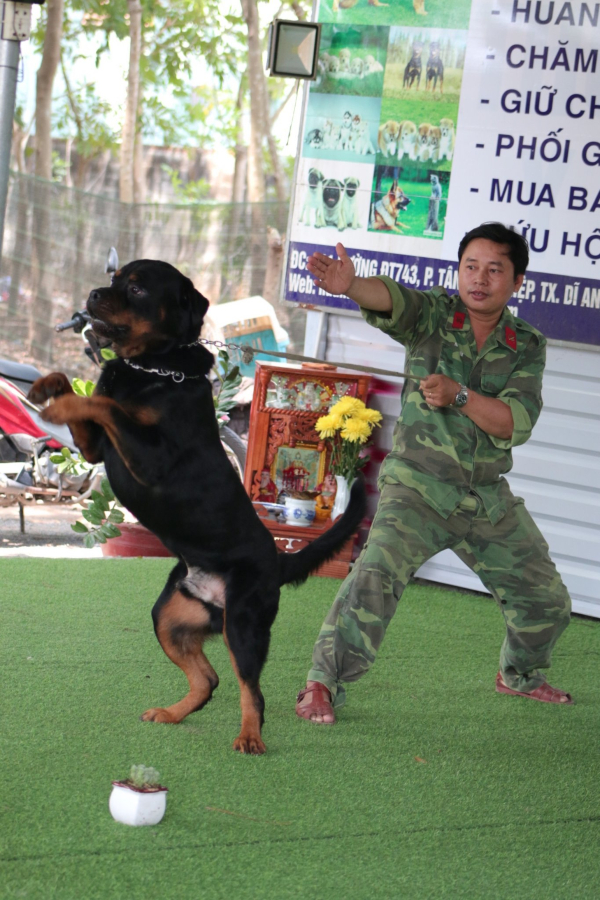  huấn luyện cho Rottweiler