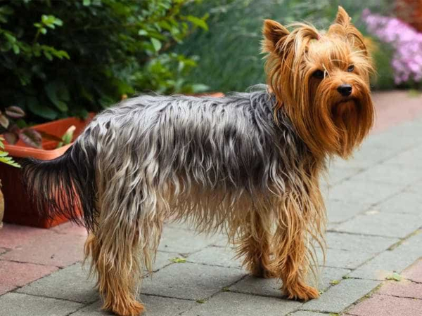 màu lông của Terrier Yorkshire 