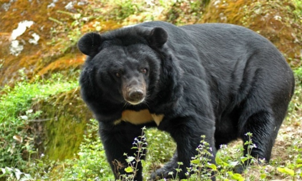 đặc điểm loài gấu