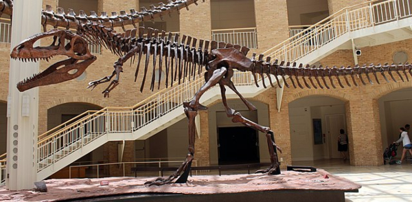 hoá thạch Giganotosaurus