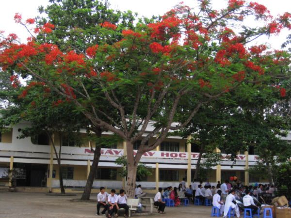 hình ảnh cây phượng ở sân trường