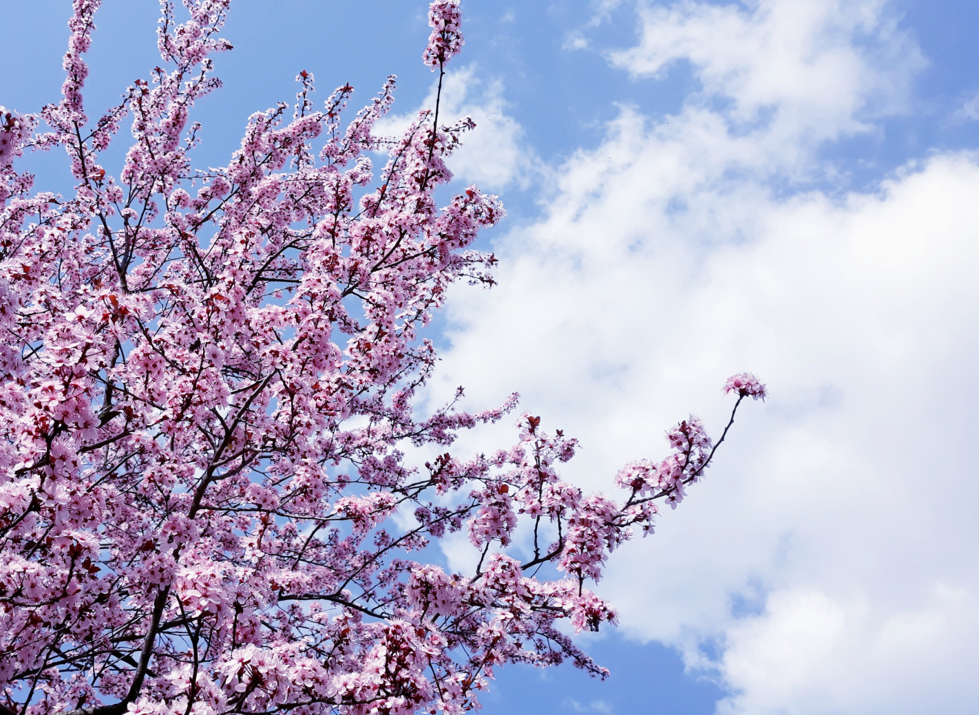 Tổng hợp 50+ hình ảnh mùa xuân đẹp nhất mọi thời đại