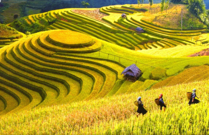 Hình ảnh làng quê Việt Nam  Tổng hợp hình ảnh làng quê Việt Nam đẹp nhất