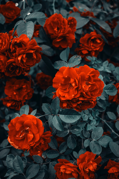 ảnh hoa hồng đẹp 3d