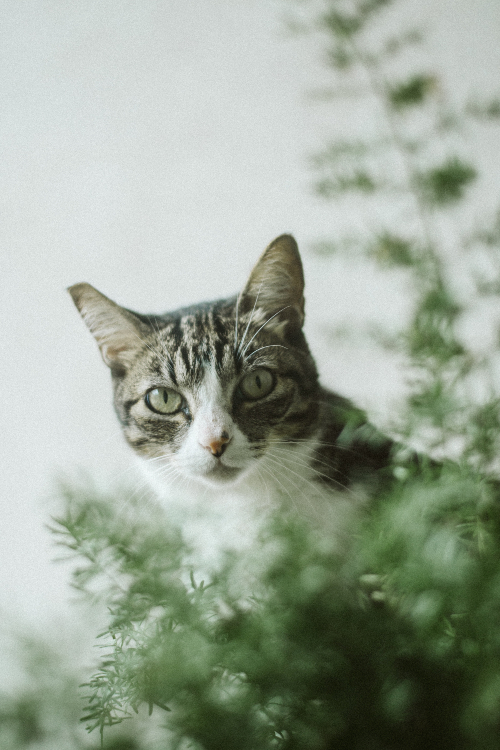 Top 50 ảnh hình nền mèo cute Cực kỳ dễ thương và đẹp mắt