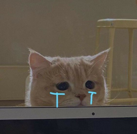 50 Ảnh meme mèo khóc hài hước cute dễ thương độc đáo nhất