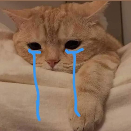 Hình ảnh mèo khóc cute đáng yêu