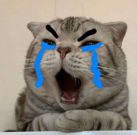 Mèo khóc rơi nước mắt