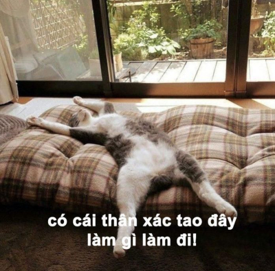 Hãy tận hưởng những khoảnh khắc thư giãn và cười đùa với những hình ảnh Meme mèo bựa đầy hài hước. Chắc chắn bạn sẽ không thể nhịn được cười khi chiêm ngưỡng những bức ảnh độc đáo về những chú mèo tinh nghịch này!