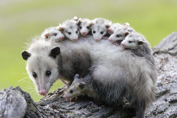 opossum sinh san