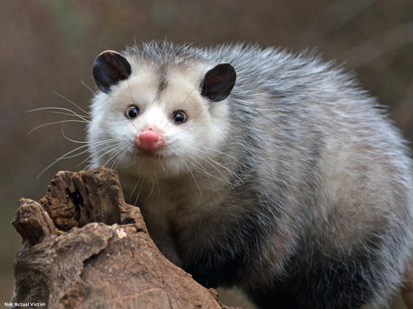 opossum leo cay