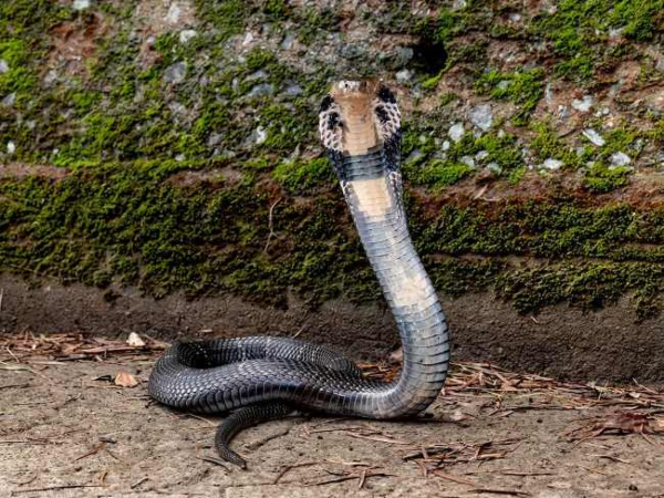 tập tính sống của rắn hổ mang