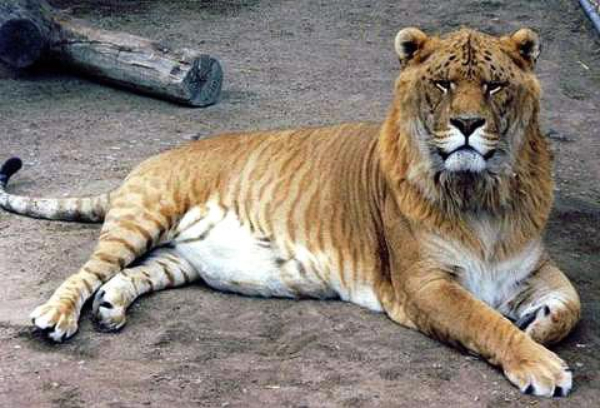 kích thước của sư hổ