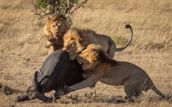  sư tử săn mồi