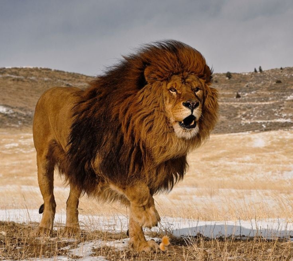 ảnh sư tử