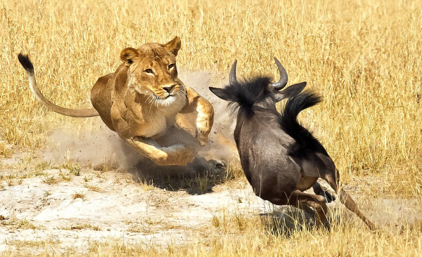 sư tử đang săn con mồi