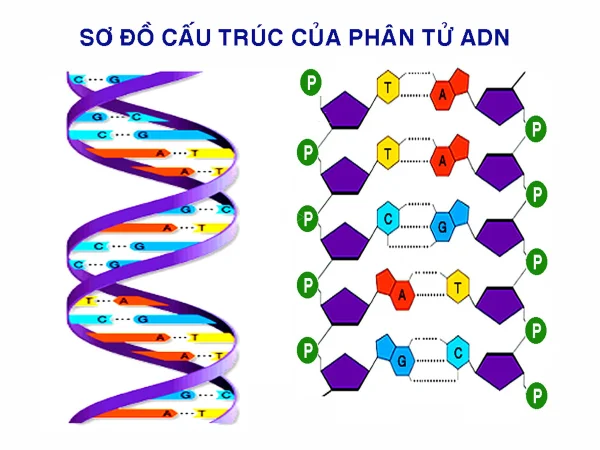 Cấu trúc của ADN