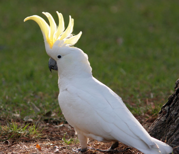 đặc điểm của Vẹt Cockatoo