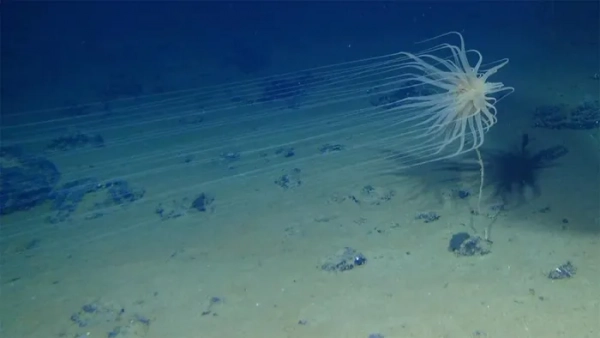 The newly discovered species lives in coral branches at a depth of 4,100m near small mixed mineral deposits.