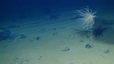 New Discovery: Oxygen Found at the Ocean Floor